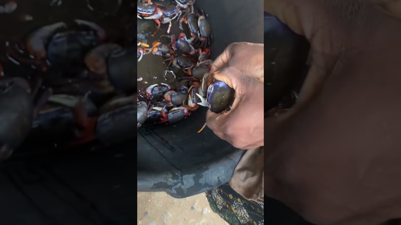 How to remove the shell of a crab #ghanamade #shortsfeed #asmr #love