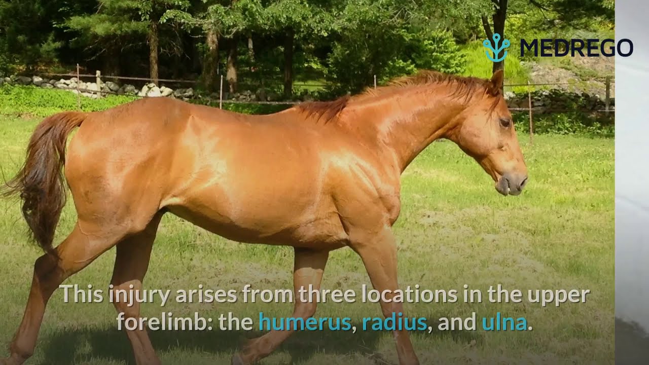 Horse Tendon & Ligament Injuries and 7 Ways to Treat Them