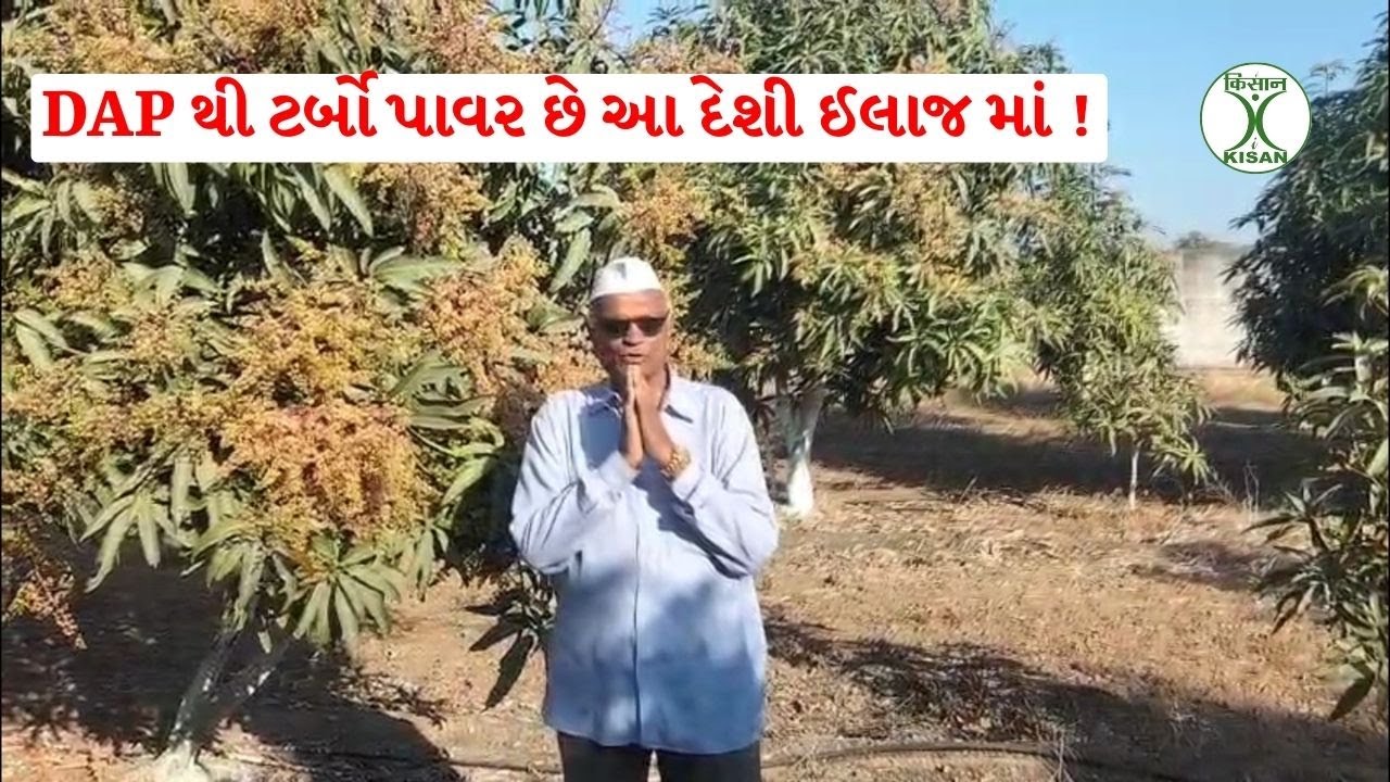 DAP + દેશી ઉપાય = ટર્બો પાવર, પાકમાં લીલાશ અને ઉત્પાદન વધારો | Veljibhai Bhudiya | i-KISAN