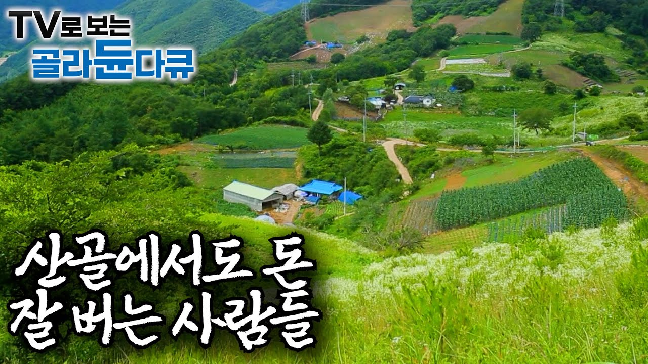 돈 벌려고 산에 들어온 게 아닌데 자꾸만 돈이 벌린다ㅣ특이한 방법으로 잘 벌고 잘 먹고 잘사는 산골 사람들ㅣ한국기행│#골라듄다큐