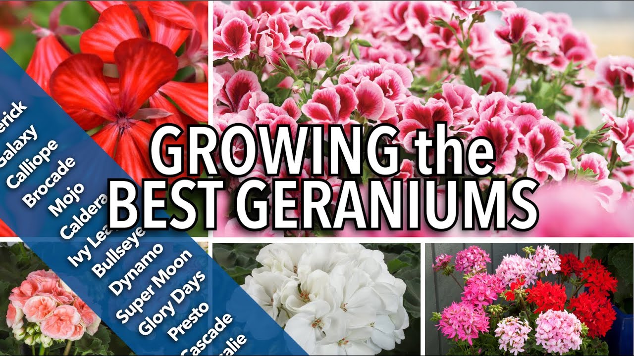 GERANIUM GREATS: My Picks for Color, Grit & Garden Glory