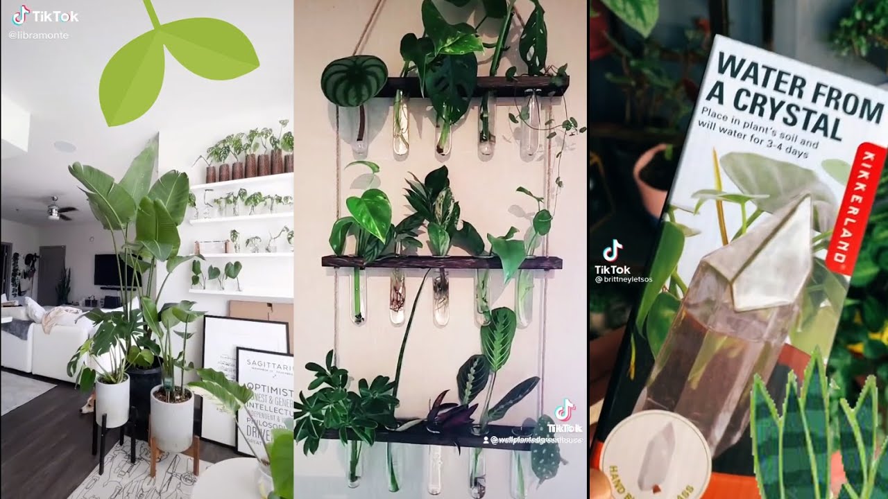 Autumn Planttok 🌱 Plant Gadgets 🌱 TikTok Compilation for Plant Parents