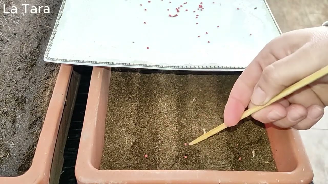 Tehnică simplă de semănat semințele de roșii