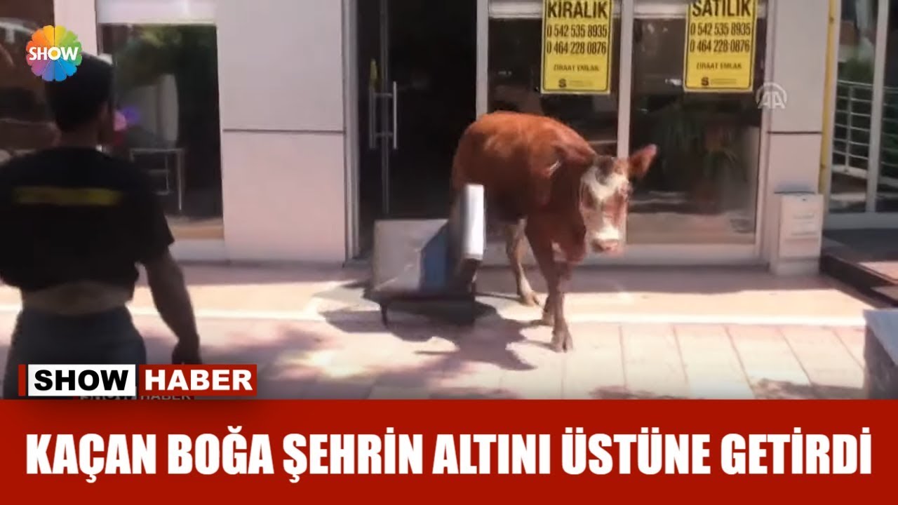 Kaçan boğa şehrin altını üstüne getirdi