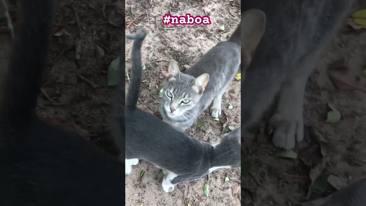 #cat #funny #povs #cute #deixaolike #seescreva #petsfofinhos #gatos #gateiraporamor