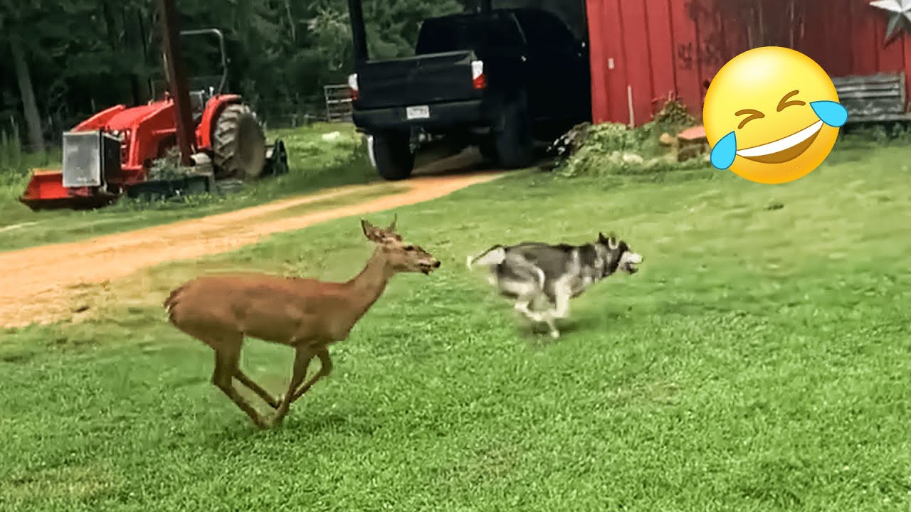 20 Minutes Of Adorable Animal Odd Couples