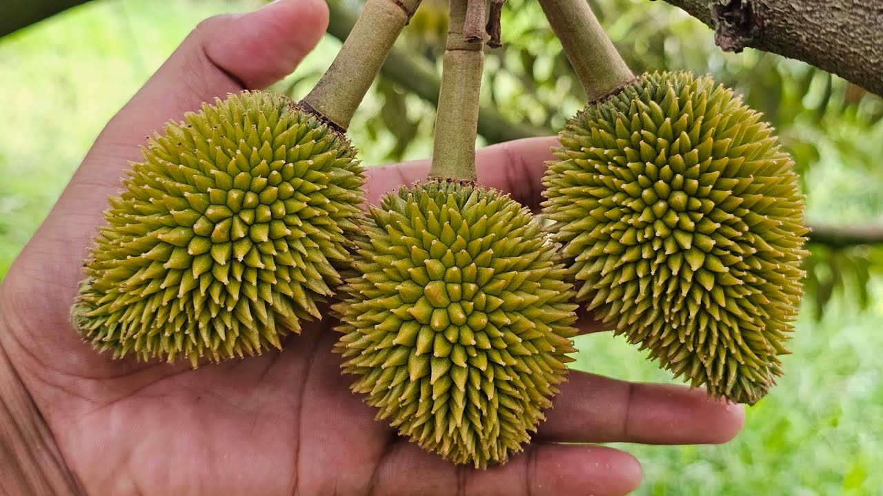 Nuôi Trái Non Chỉnh Tròn Trái Sau Khi Xổ Nhụy