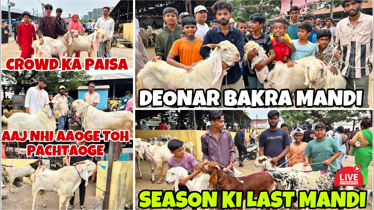DEONAR BAKRA MANDI OPENING SOON , SEASON KI LAST MANDI , LATEST UPDATE 2025 , LIVE MARKET