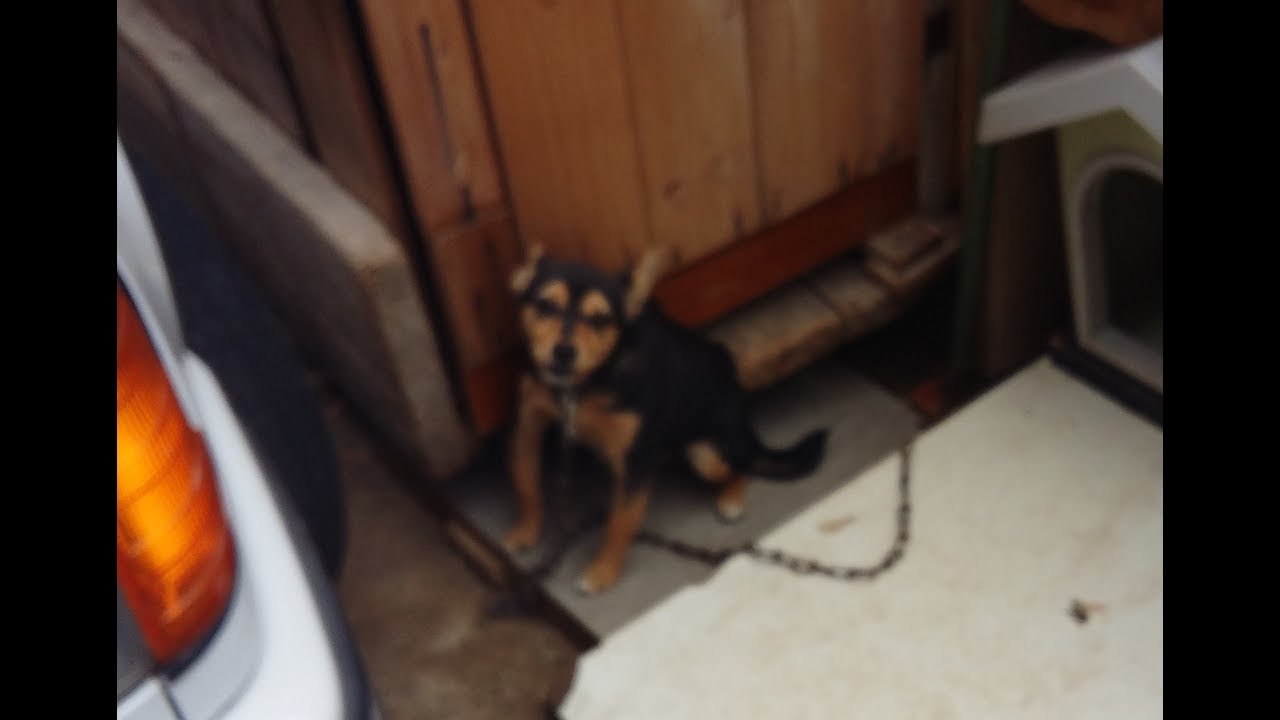 Liberazione di una cucciola prigioniera: LUNA