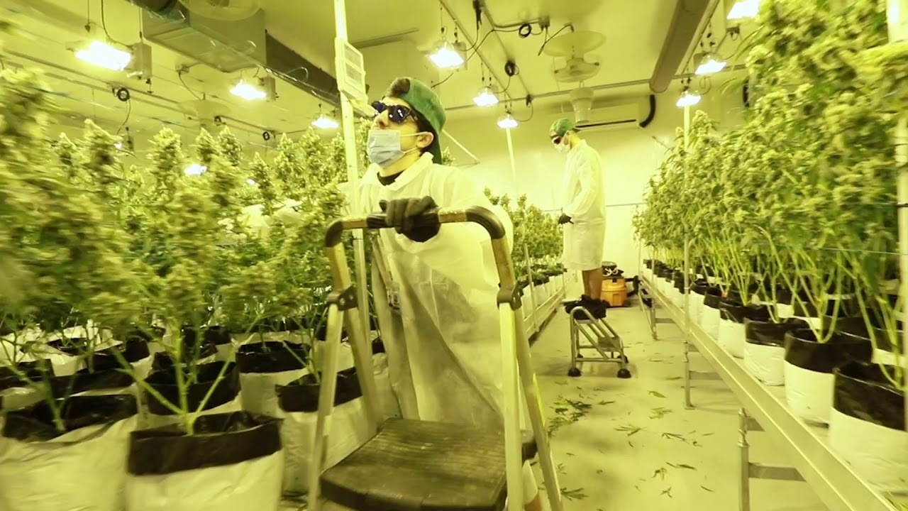 Go Behind the Scenes at a California Commercial Cannabis Cultivation Facility