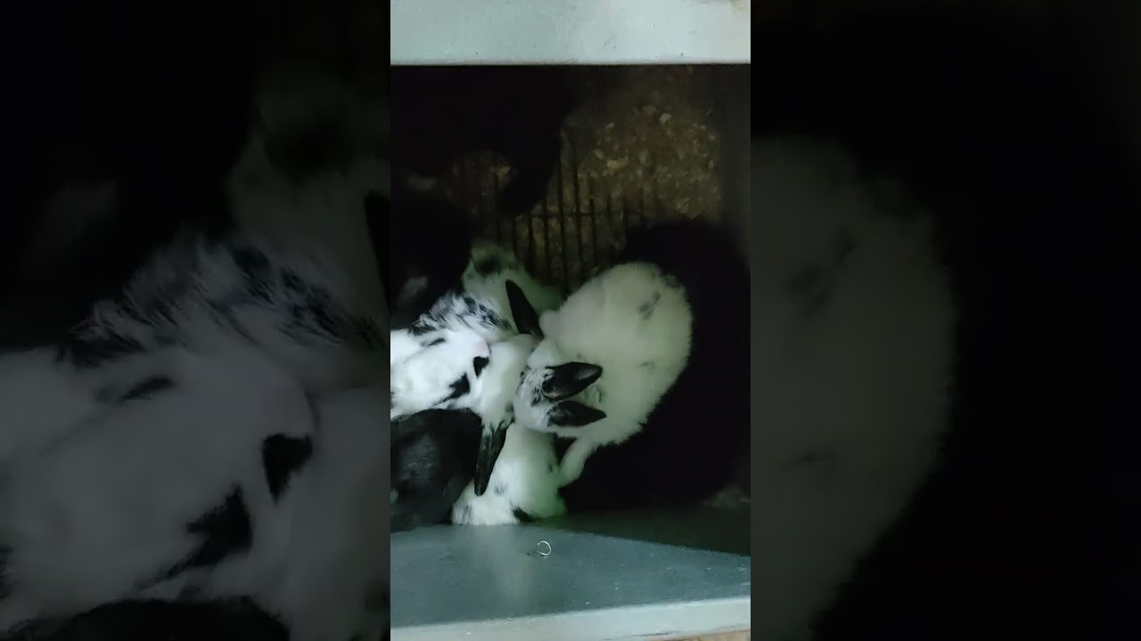 متى يتم تغيير علف الأرانب 