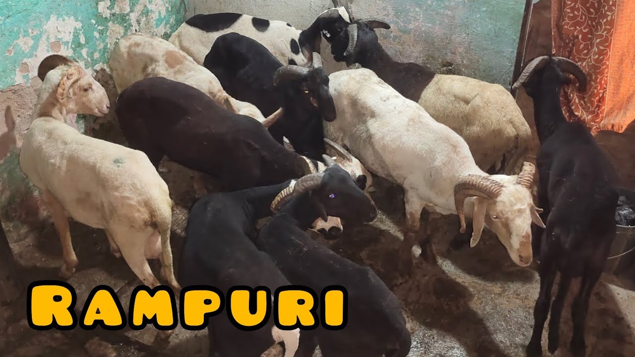 Rampuri baby sheeps available in al varsah goat farm hyderabad | Agra breed goats & aggressive mende