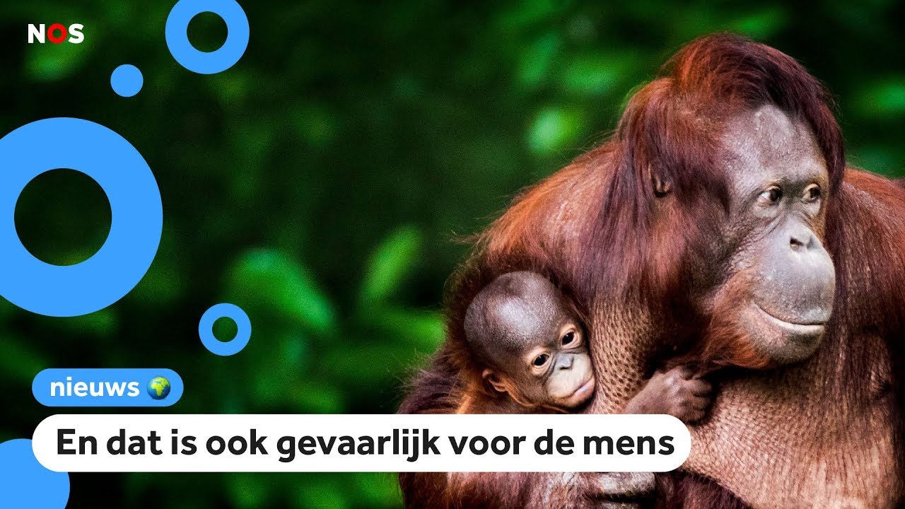 1 miljoen plant- en diersoorten worden met uitsterven bedreigd