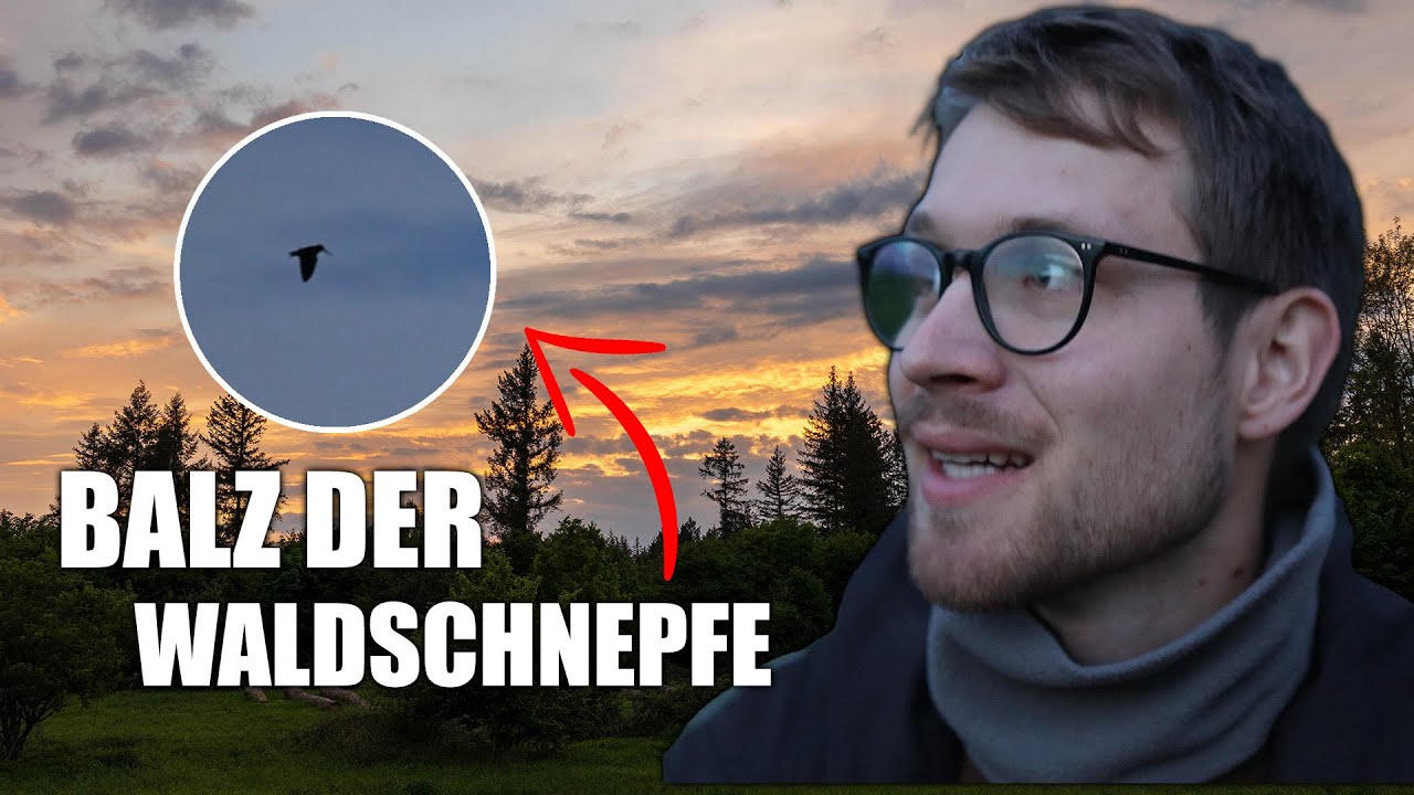 Schnepfenstrich - Faszinierende Balz der Waldschnepfe