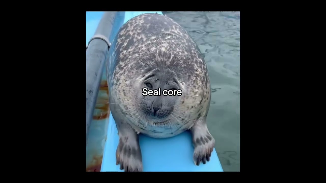 Las focas más adorables del océano 🌊💙 #focas #seals #vidasalvaje #animalesmarinos #naturaleza #vida 