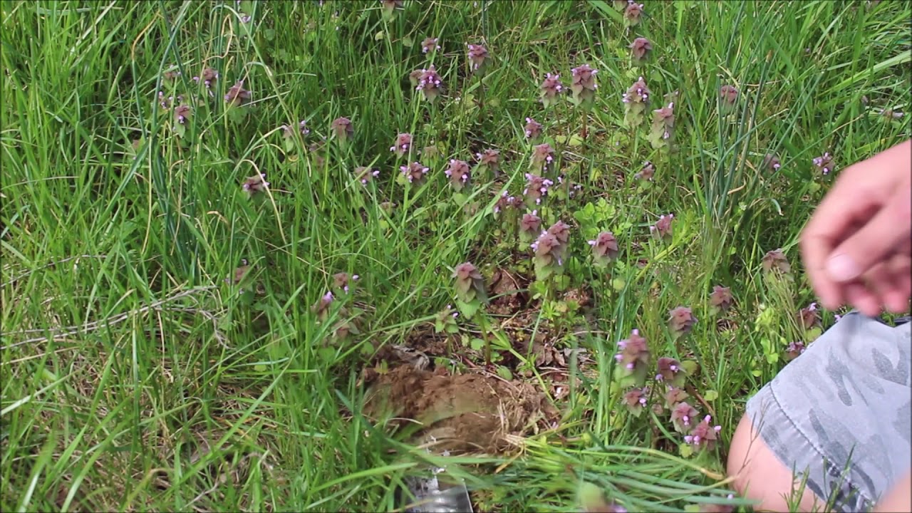 Identifying Wild Onion