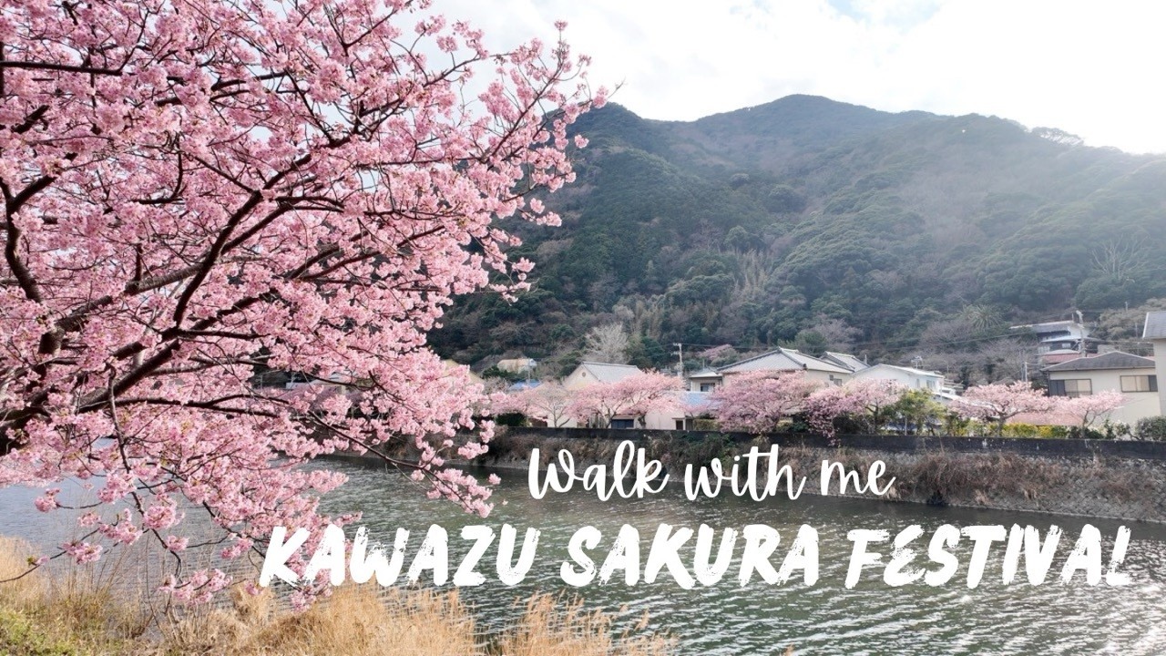 [4K] Japan’s Earliest Cherry Blossoms! 🌸 Kawazu Sakura Walking Tour | Izu Peninsula 2026