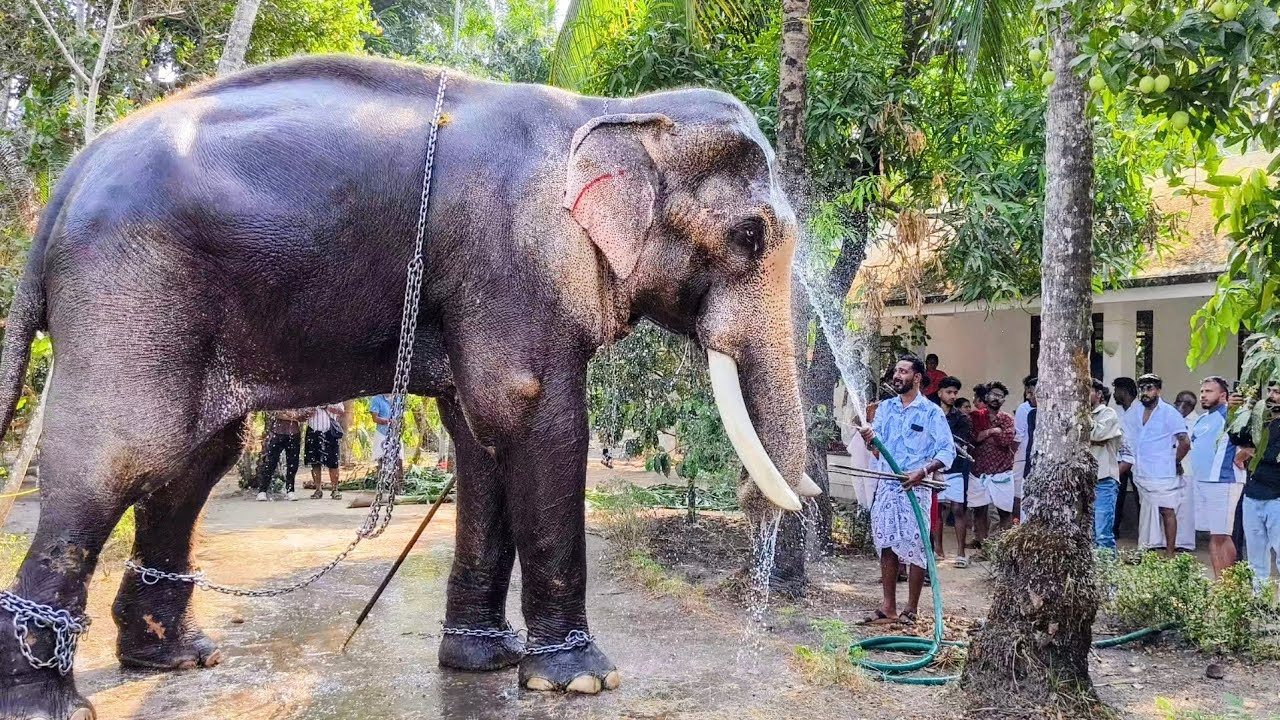 എഴുന്നള്ളിപ്പിനായി രാമനെ നനക്കൽ🥰 തെച്ചിക്കോട്ടുകാവ് രാമചന്ദ്രൻ Thechikottukav Ramachandran