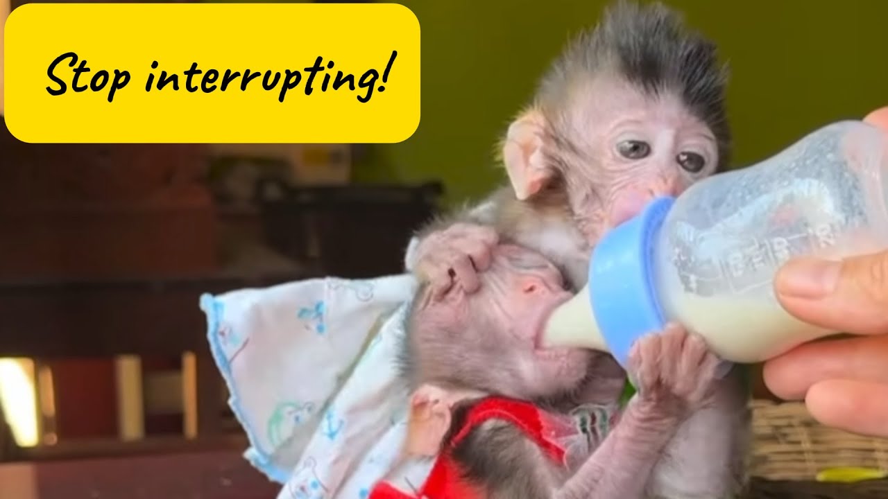 Taking Turns 🍼💕 Two Baby Monkeys Share Their Milk So Sweetly