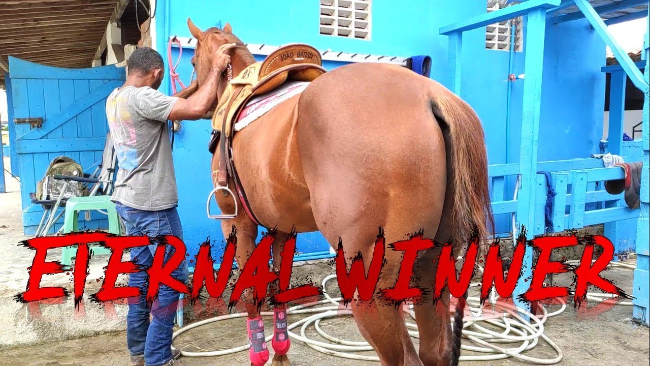 Eternal Winner - Cavalin do Maranhão - Rancho Dona Bela