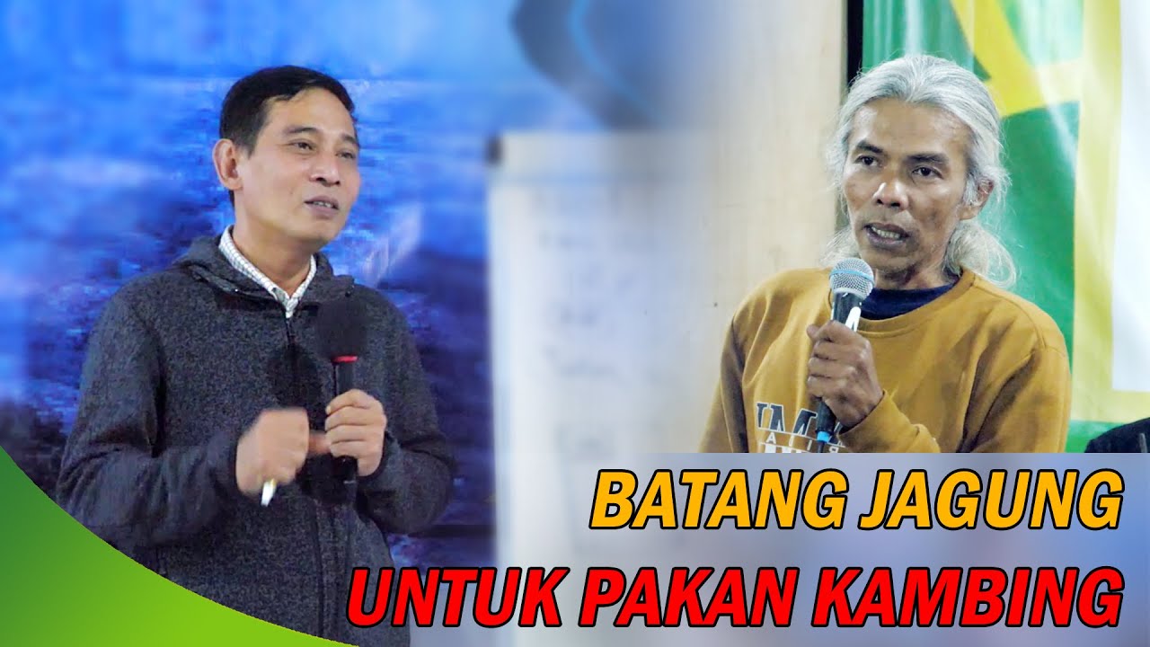 TANAM JAGUNG UNTUK PAKAN KAMBING #bayudiningrat #bayusehatmandiri #pertanian