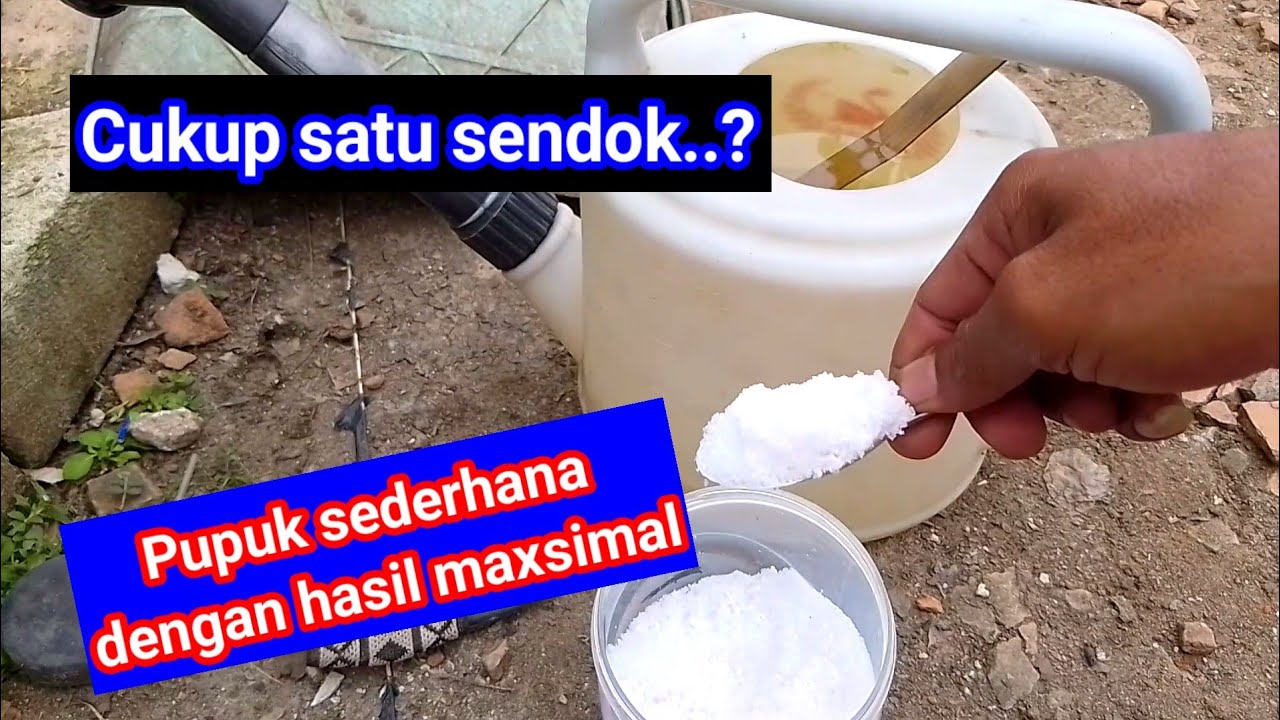 Pupuk Pembuhan Anggur Jamin Berbuah Lebat#pertanian 