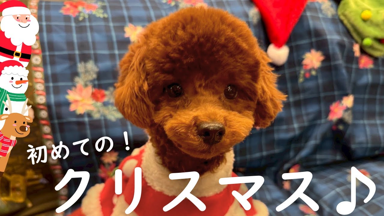 サンタさんになった我が子が可愛すぎた！！