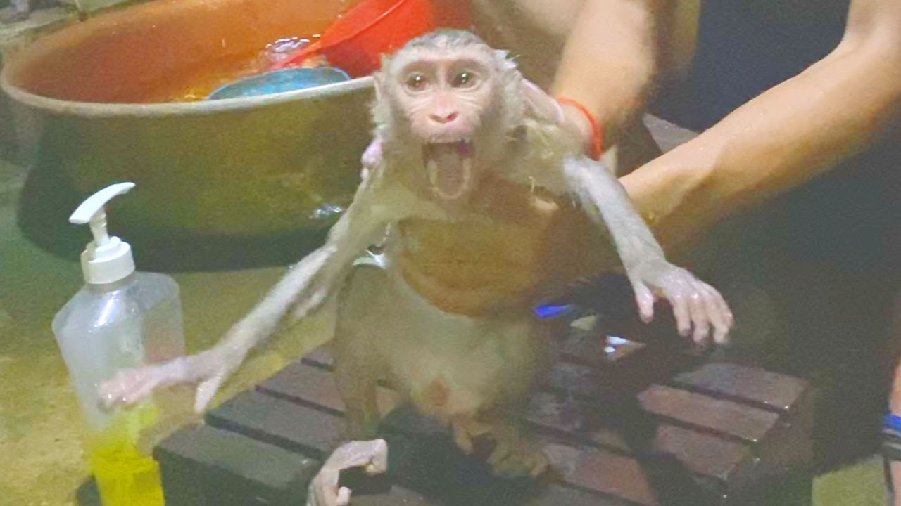 Baby Monkey Treelo Crying Loudly Angry Dad Take The Bath For Him At Night