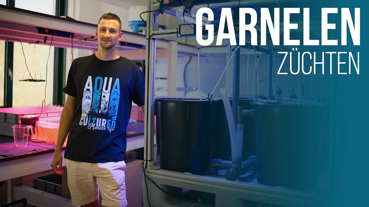 Garnelen züchten | Lysmata wurdemanni aus Aquakultur | Coralaxy