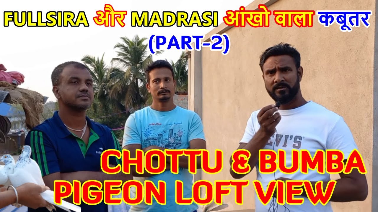 Chottu & Bumba Pigeon Loft Visit | Fulsira Aur Madrasi | Pigeon Collection | (Part-2) 97484 14243