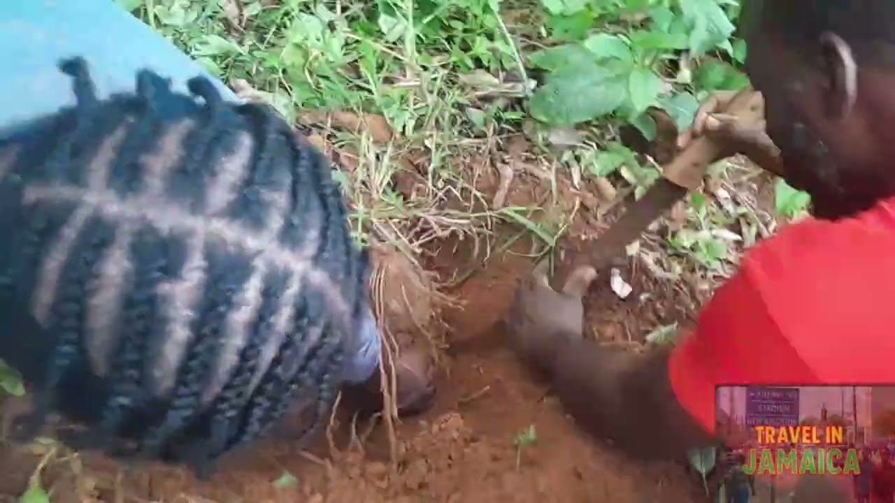 We Went Down By The Farm To Dig Up Some Jamaican Yam With The Family 🇯🇲