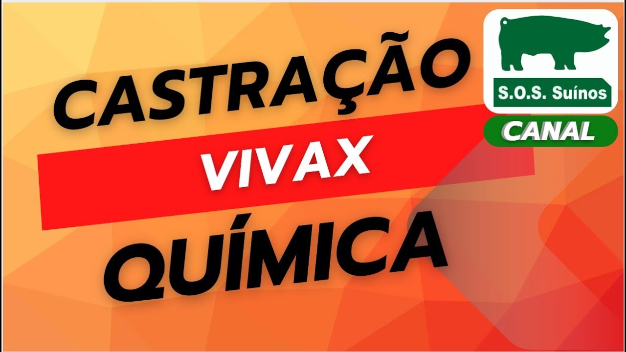 SUINOCULTURA: CASTRAÇÃO QUIMICA