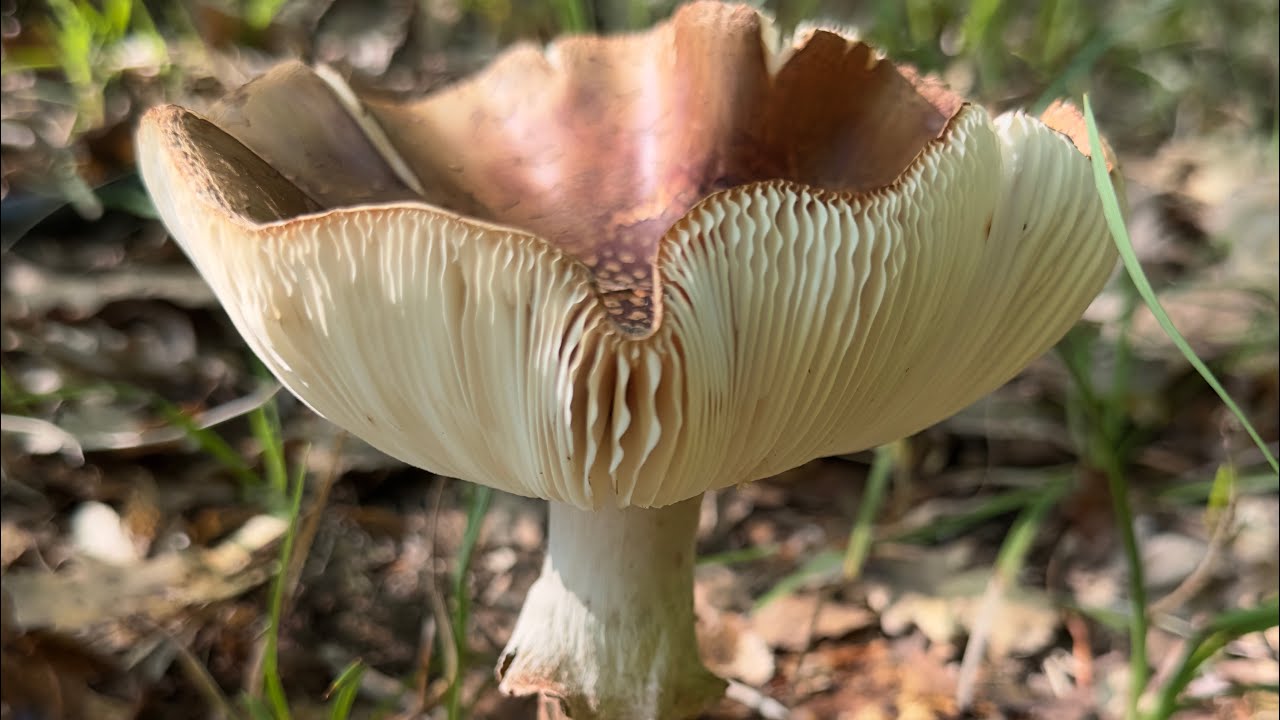 Kızaran Gelin Mantarı (Amanita rubescens)