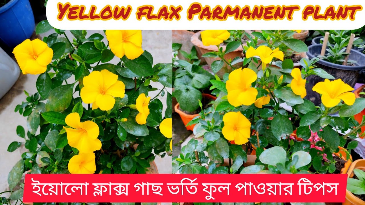 ইয়োলো ফ্লাক্স গাছের যত্ন,parmanent plant,হলুদ কুন্দ,yellow flax plant care,বাসন্তী ফুলwinter flower