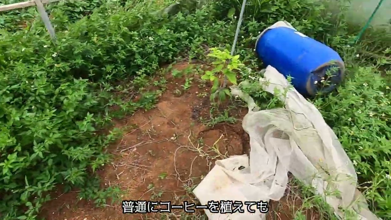 植えたコーヒーの木が沖縄の台風に耐えられるのかについての検証