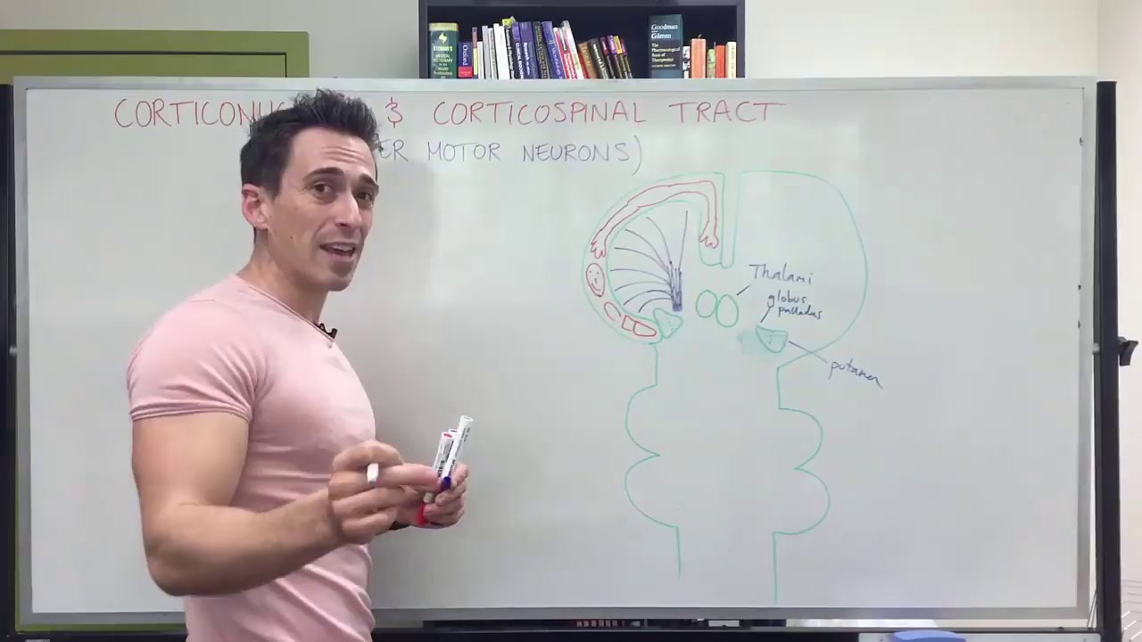Descending motor pathways - corticospinal and corticonuclear tracts (upper motor neurons)