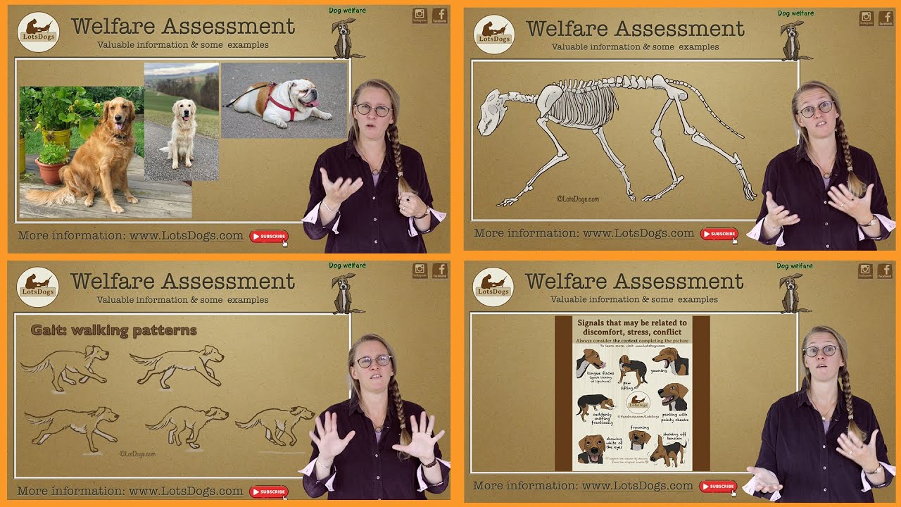 Welfare Assessment | Dog welfare and behaviour consultant