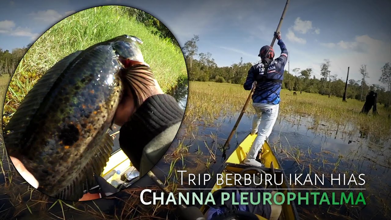 Kerandang | toman bunga | channa pleurophthalma - mancing di kalimantan tengah