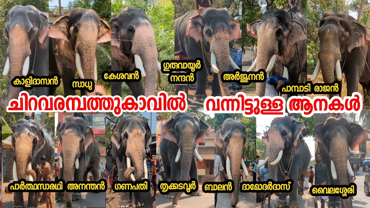 പൂരത്തിന് എത്തിയ ആനകൾക്ക് നൽകിയ സ്വീകരണങ്ങൾ ചിറവരമ്പത്തുകാവ് പൂരം അരുവായി കുന്നംകുളം തൃശൂർ