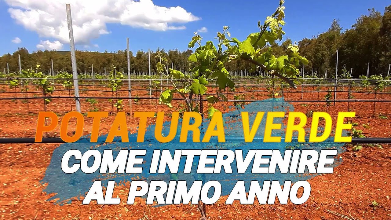 POTATURA DELLA VITE: Come potare al primo anno.