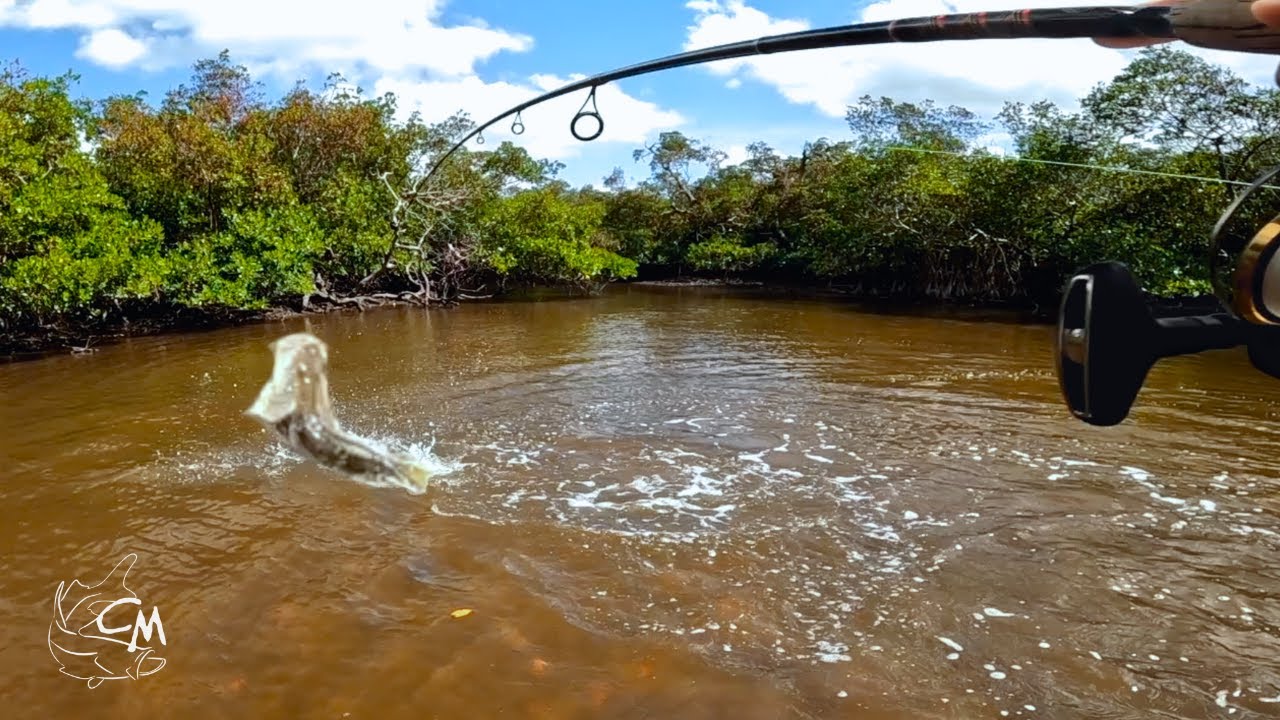 Catching MASSIVE Snook in INCHES of Water