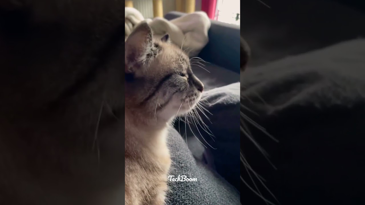 #Cat