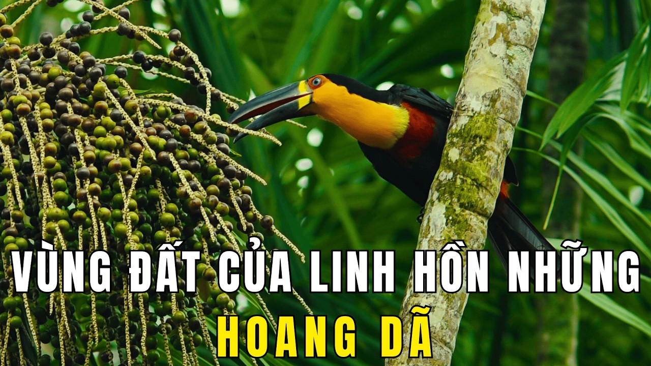 Amazon - Miền Đất Của Linh Hồn Hoang Dã | Khám Phá Thế Giới Động Vật Hoang Dã