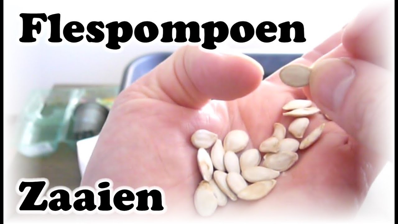 De Moestuin #24: Flespompoen Zaaien