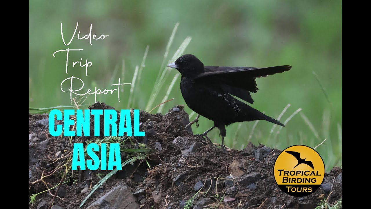 CENTRAL ASIA birding tour - Video Trip Report