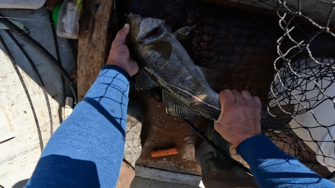 Late fall tautog, cod and black sea bass fishing  in Rhode Island.