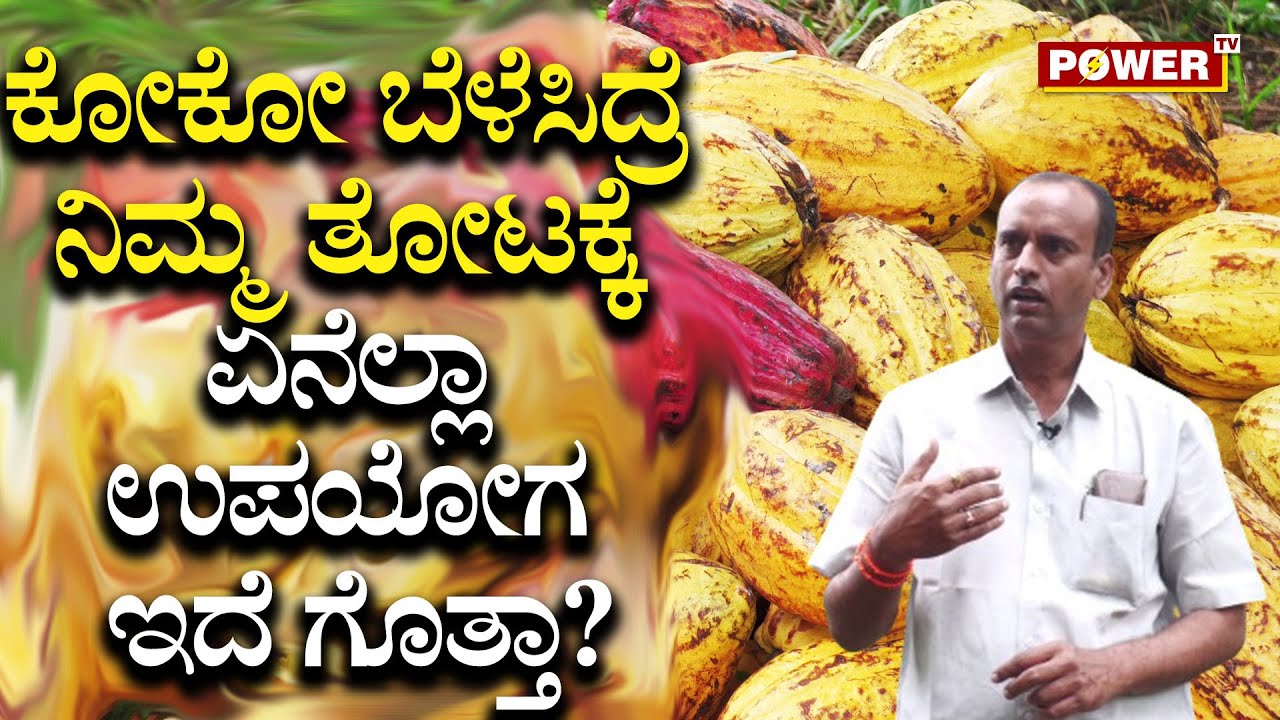 Venkata Ramanjaneyaswamy : ಕೋಕೋ ಬೆಳೆಸಿದ್ರೆ ನಿಮ್ಮ ತೋಟಕ್ಕೆ ಏನೆಲ್ಲಾ ಉಪಯೋಗ ಇದೆ ಗೊತ್ತಾ..?| Power TV News