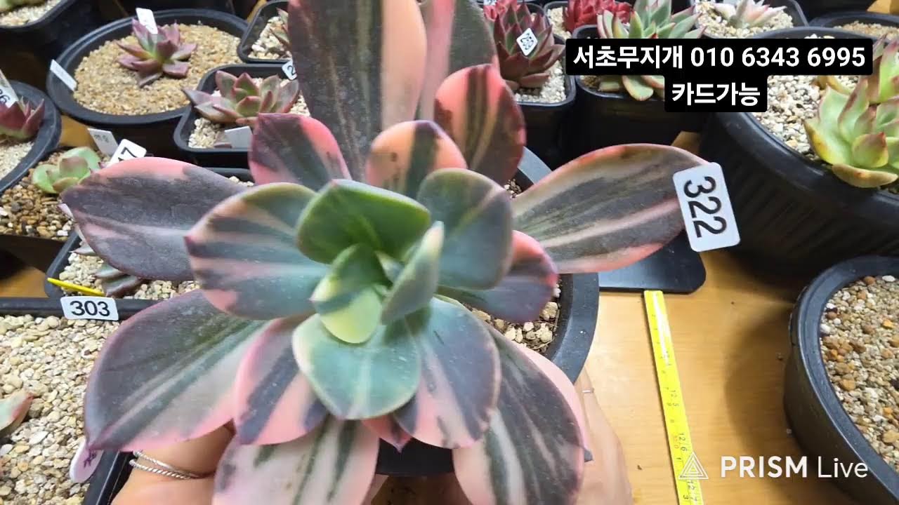 서초무지개 다육 #겔럭시금#눈솔#사나래#창금##색금#녹금#힐링타임 함께해요 ♡