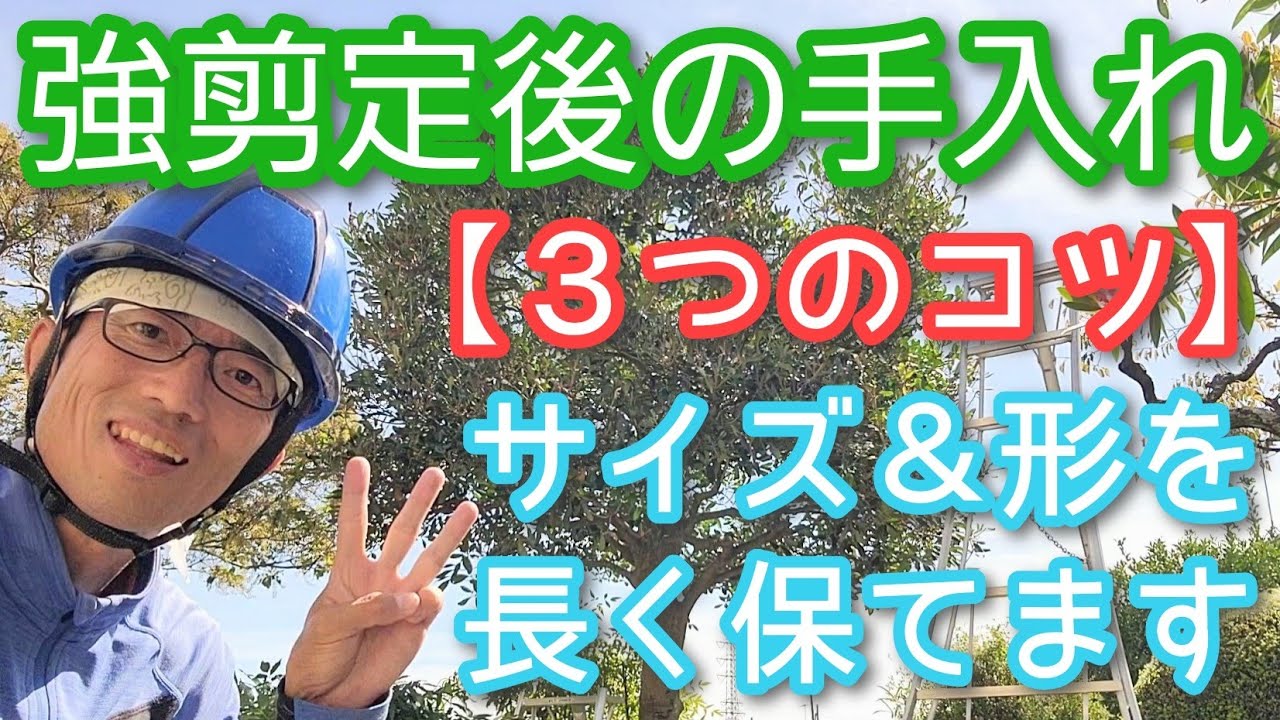 【強剪定後の手入れ】サイズと美観を保つための3つのポイント(2025年10月)🌳🙆‍♂️