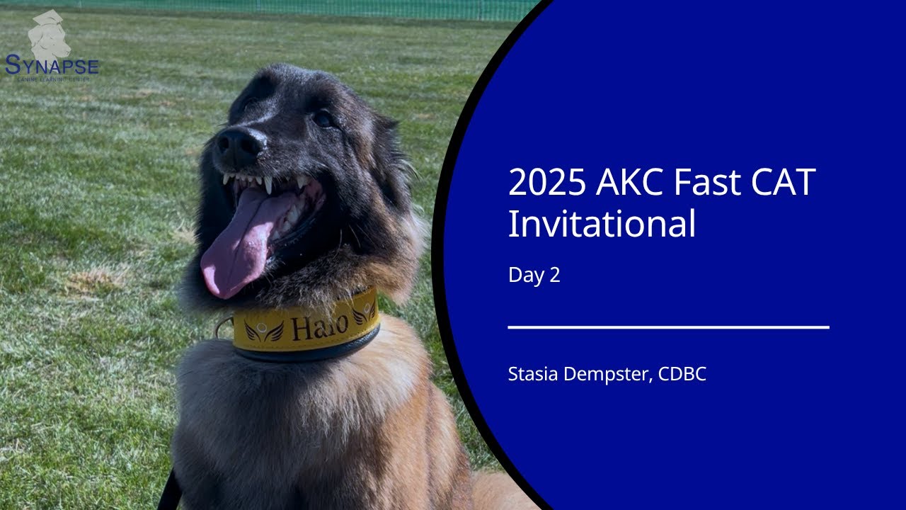 2025 AKC Fast CAT Invitational: Day 2